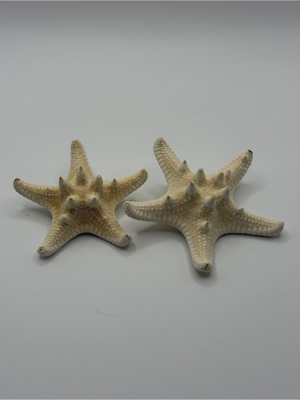 Pretty Natural Starfish Star Hair Clip Beige (2" & 3") - Picture 2 of 5